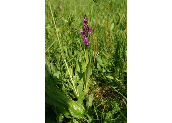 Breitblättriges Knabenkraut (Dactylorhiza majalis) - © Emanuel Trummer